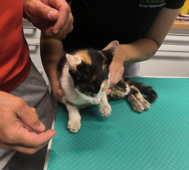 Tierrettung -Katze aus Abwasserrohr (Bild 4)